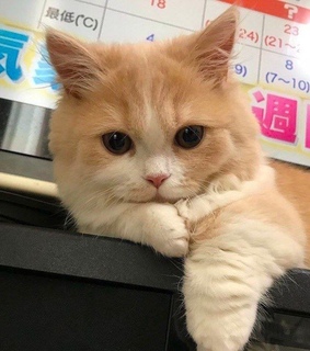 cute, family and life