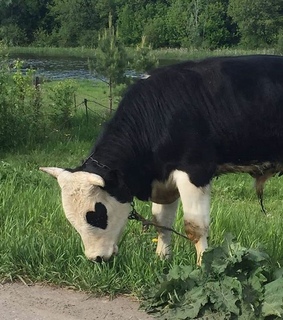 cow, heart and animals