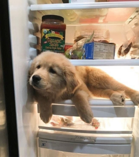 pet, little and food