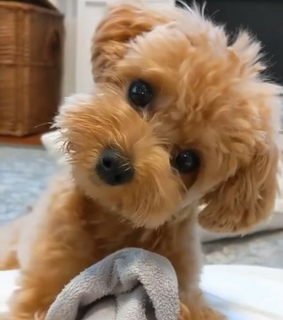 cachorro, cute and mirada