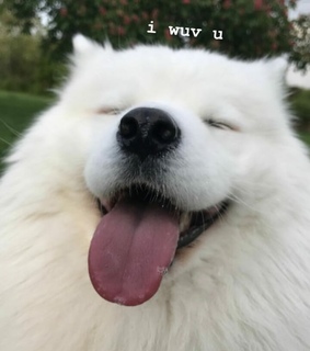 cute, perritos and animals