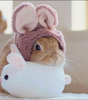 mascota, conejo and animales