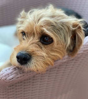 adopt don't shop, love and perro