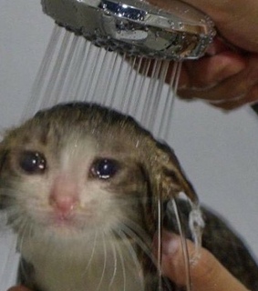 cats, relatable and gracioso