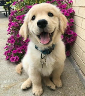 love, little and animal