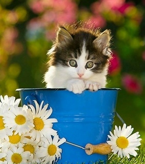 lindo, gato and animales