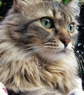 animales, mascota and ojos