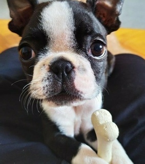 mascota, perro and cute