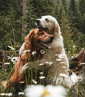 cute, mascota and animales