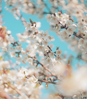 tree, beautiful and nature