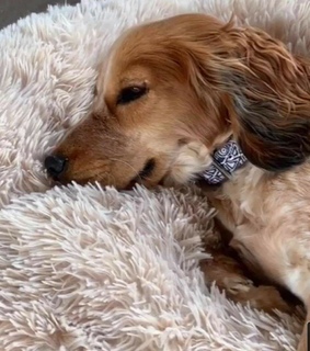 ternura, mascota and animales