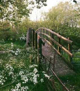 forest, serene and white flowers