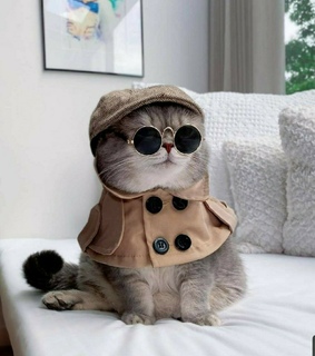 mascota, disfraz and animales