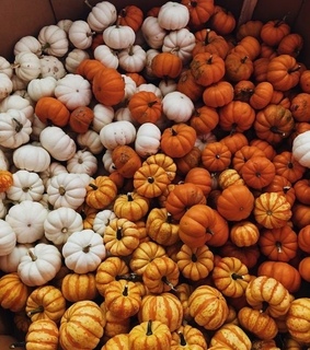 orange pumpkins, autumn and fall aesthetic