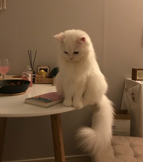 yes, animals and kitty