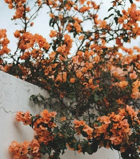 orange, lovely and cute