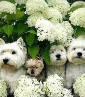 greenery, beautiful and cute