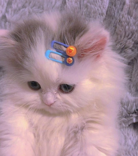 cat, boy and adorable