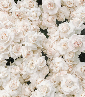 white flowers, flowers and roses