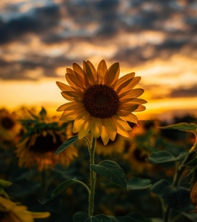 girasol, fondo de pantalla and lockscreen