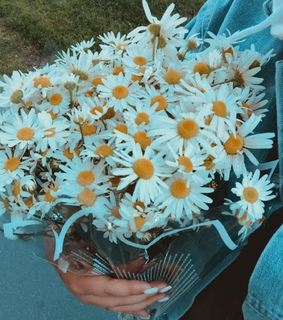 camomiles, flowers and bouquet