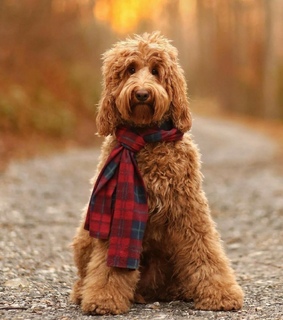 animales, perro and lindo