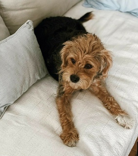 love, perro and mascota