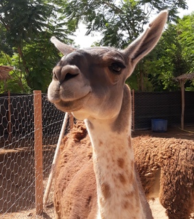 ????, ?????? and ??????