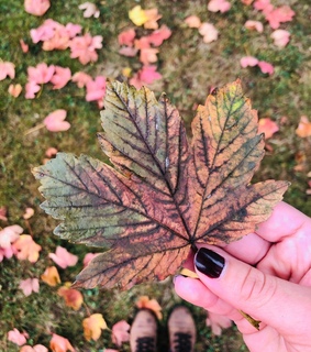 fall, cool and canada