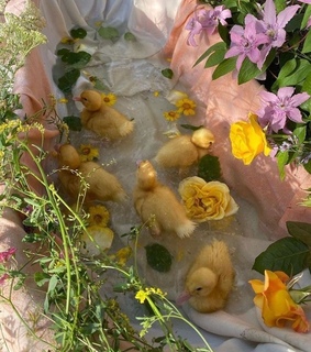 nature, photography and garden