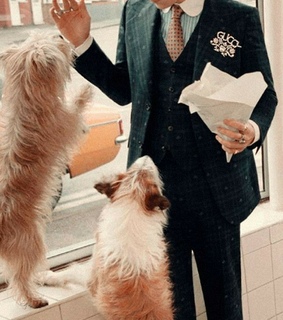 harry styles, perros and 1d