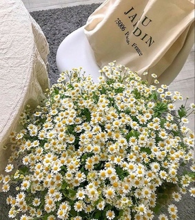 spring, flower and white flowers