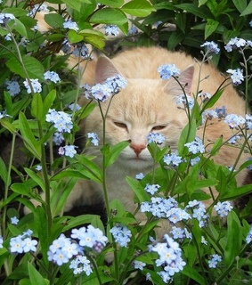 greenary, nature and naturecore