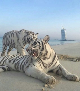 jungle, animals and aesthetic