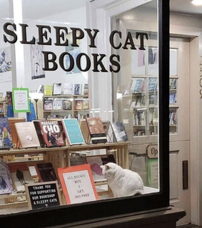 cats, animals and soft