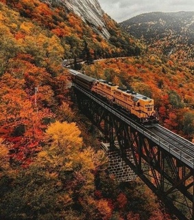 art, beautiful and leafs