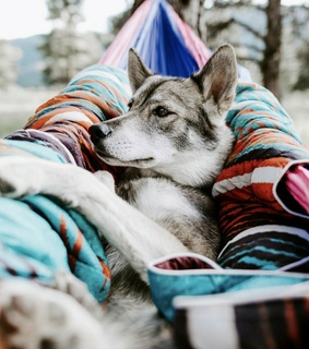 cabin, husky and forest