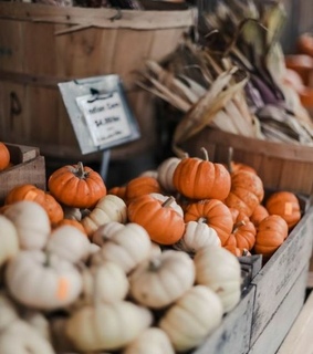 pumpkin, clothes and orange