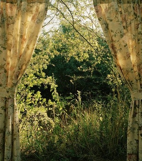 trees, inspiration and window