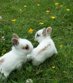 cabincore, nature and green