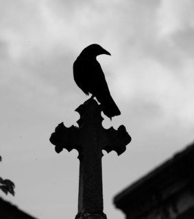 black, autumn and crow