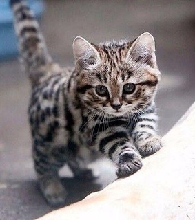 cat, pets and beautyful