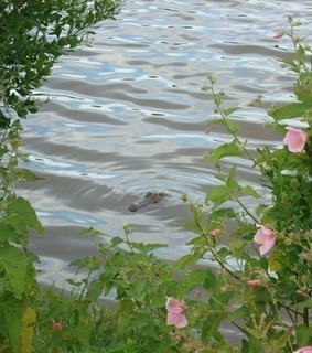 nature, aesthetic and cottagecore