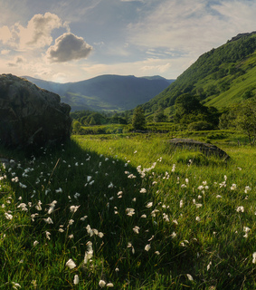 nature, cottagecore and greenary