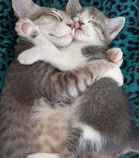 sleep, hugs and cats