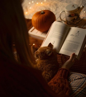 sleep, kitten and autumn