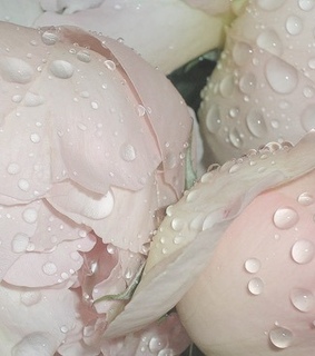 rose, pastel and tumblr