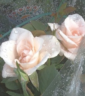 softcore, softie and naturecore