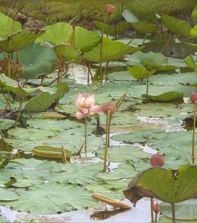 headers, green and pretty