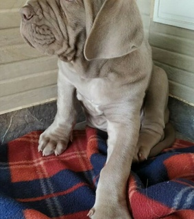 perro, ternura and cachorro